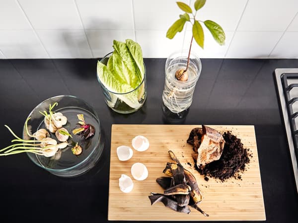 Eierschalen und Kaffeesatz auf einem Schneidebrett aus Holz neben austreibenden Knoblauch- und Zwiebelpflanzen in Glaszylindern. Ein welkender Salatkopf sitzt in einer Vase mit etwas Wasser und ein Avocadokern treibt in einem Kunststoffbehälter aus.