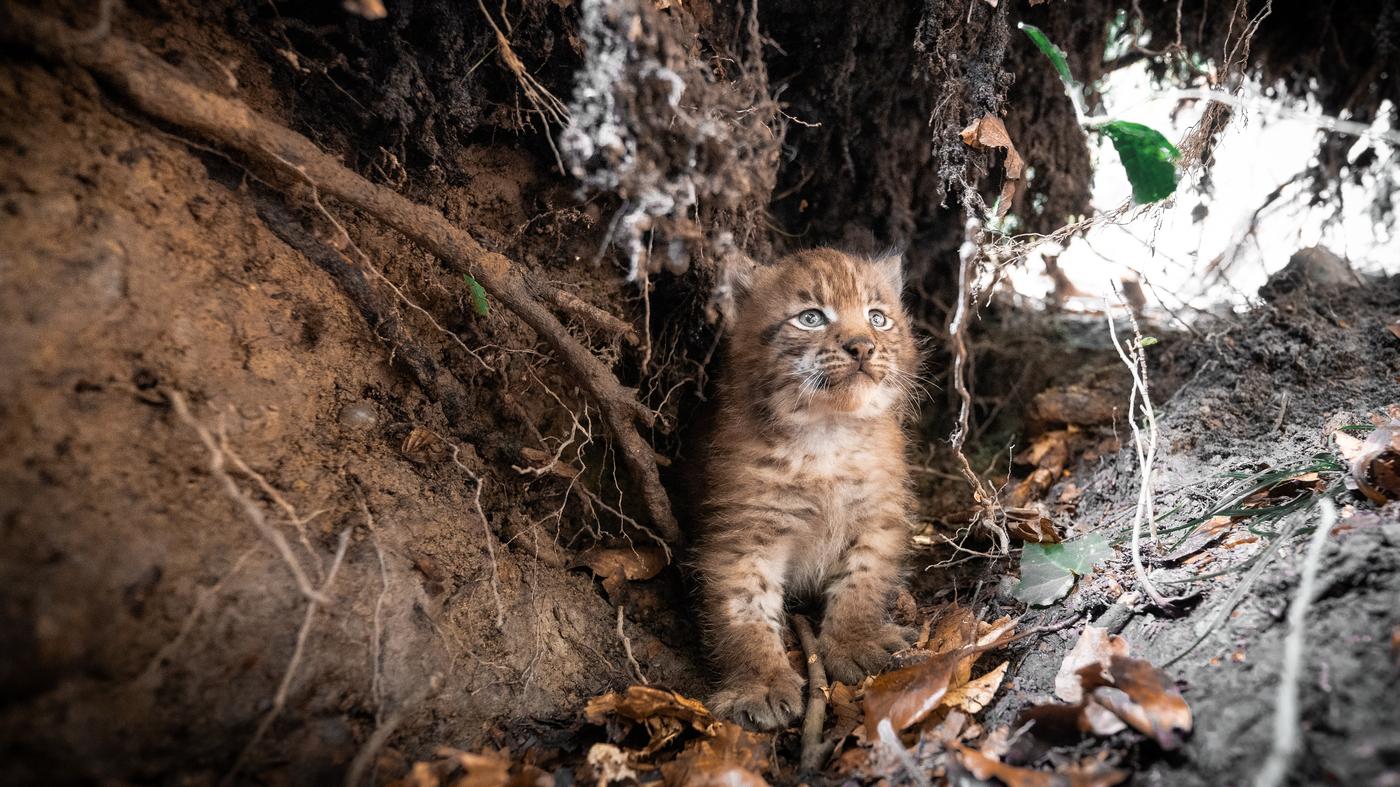 Mehr Informationen zum Projekt