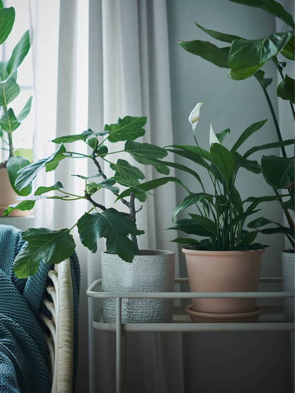 Ein Blumenständer mit mehreren Pflanzen in Übertöpfen vor einem Vorhang, daneben steht ein Rattan-Sessel.