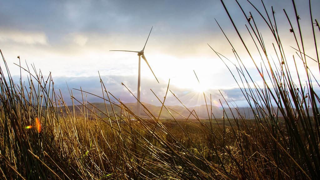 Ein Feld mit Windrädern und grauem Himmel im Hintergrund.