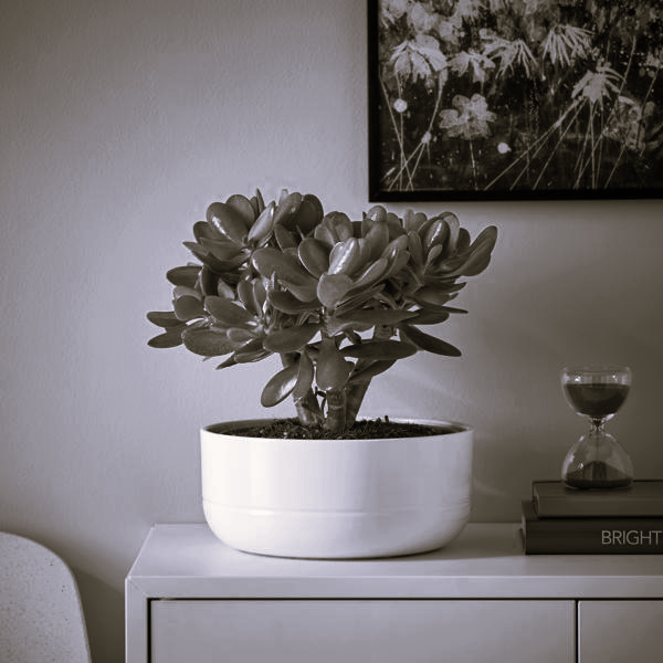 Ein Foto einer Geldbaum CRASSULA OVATA Topfpflanze mit Topf in schwarzweiß