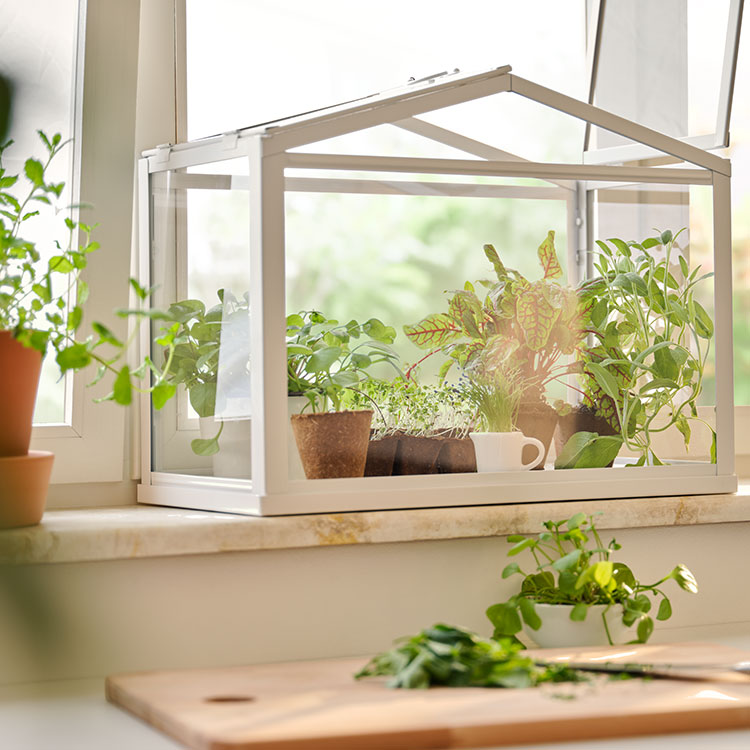Ein Gewächshaus mit Pflanzen steht auf der Fensterbank und ein Schneidebrett aus Holz liegt davor auf der Arbeitsplatte.