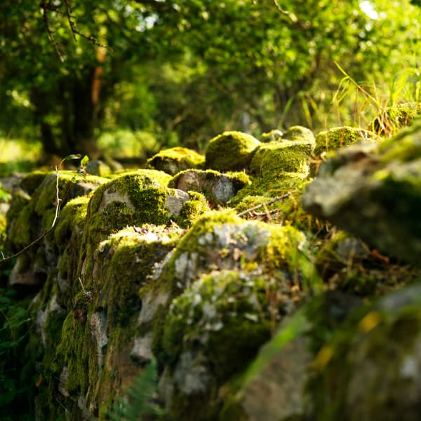 Ein grüner Wald mit vielen verschieden Pflanzen und Steinen.