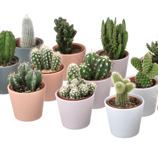 Ein Kaktus/verschiedene CACTACEAE Topfpflanze mit Topf