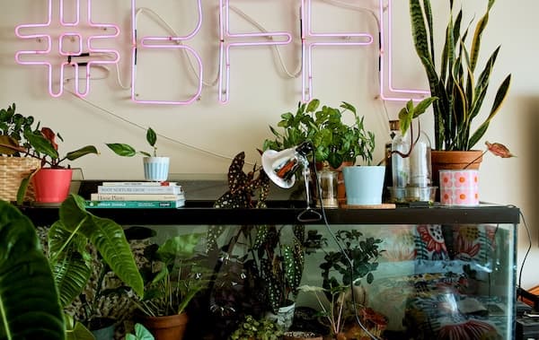 Https Www Ikea Com At De Ideas Zimmerpflanzen Pflege Tipps Pub2f972fb1 Weekly 1 Https Www Ikea Com Images Ein Schlafzimmer Mit Pflanzen In Einem Aquarium Darueber Ein Da5a786e3ca4bc254c07c13b2e8f5fcf Jpg Ein Schlafzimmer Mit Pflanzen In