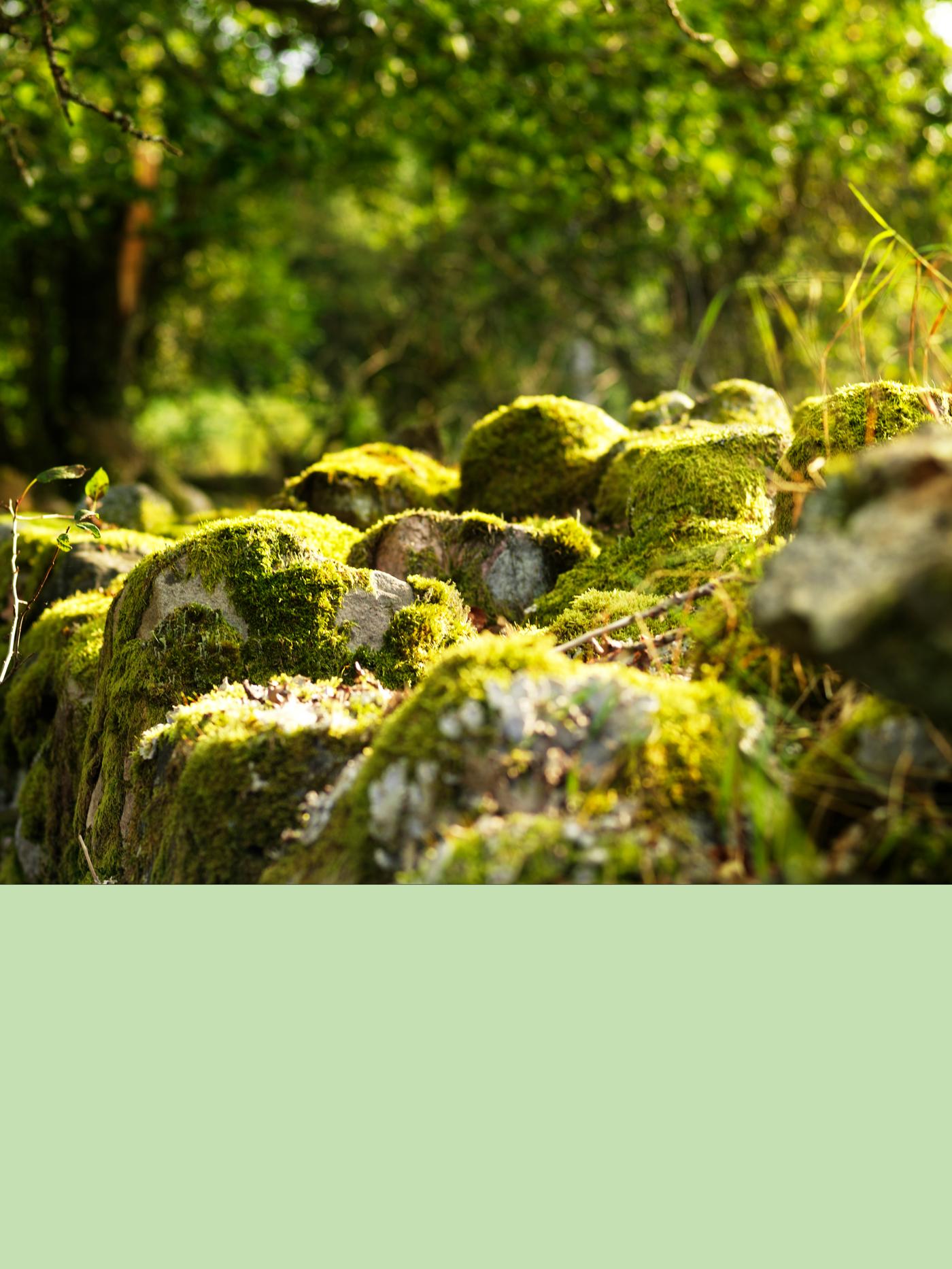 Ein Wald mit vielen Pflanzen