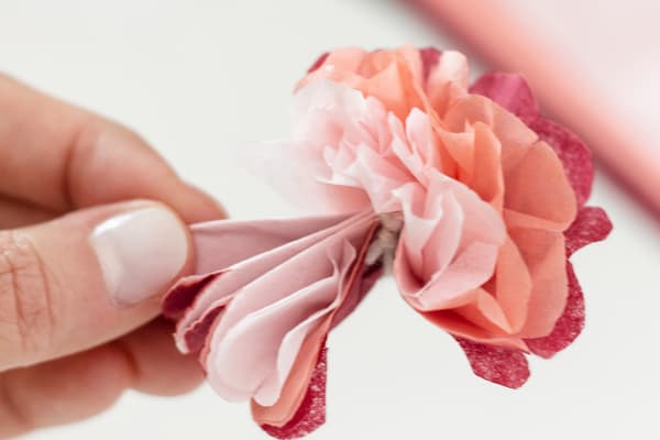 Eine Hand fächert die Blütenblätter auf und zieht sie zu einem Pompom auseinander. 