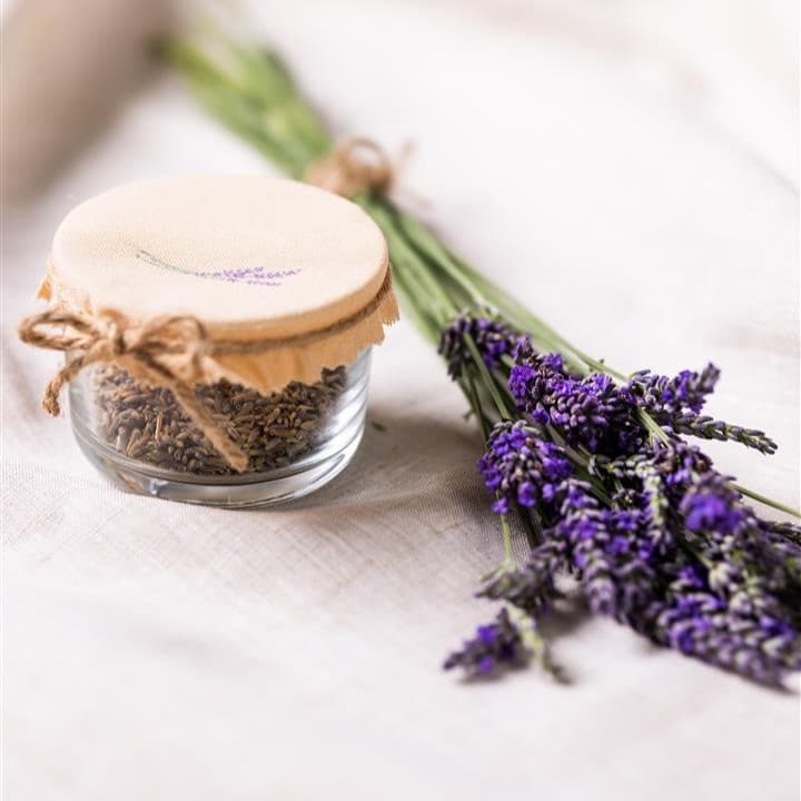 EIne Lavendel Pflanze liegt auf einem weißen Hintergrund