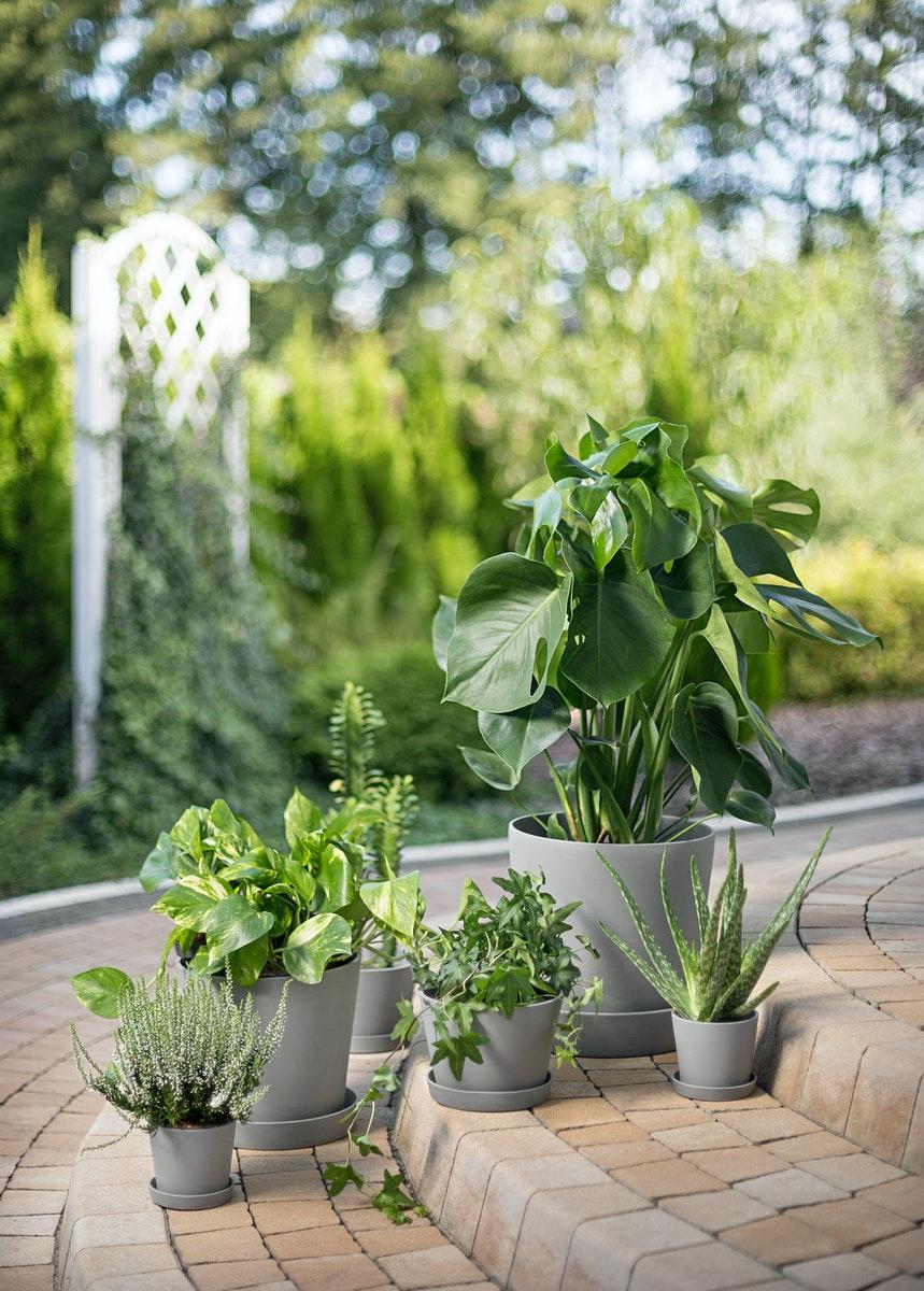 Eine Pilea-Pflanze in einem MUSKOTBLOMMA Blumentopf mit Untersetzer steht auf einem Tisch in hellem Sonnenlicht.