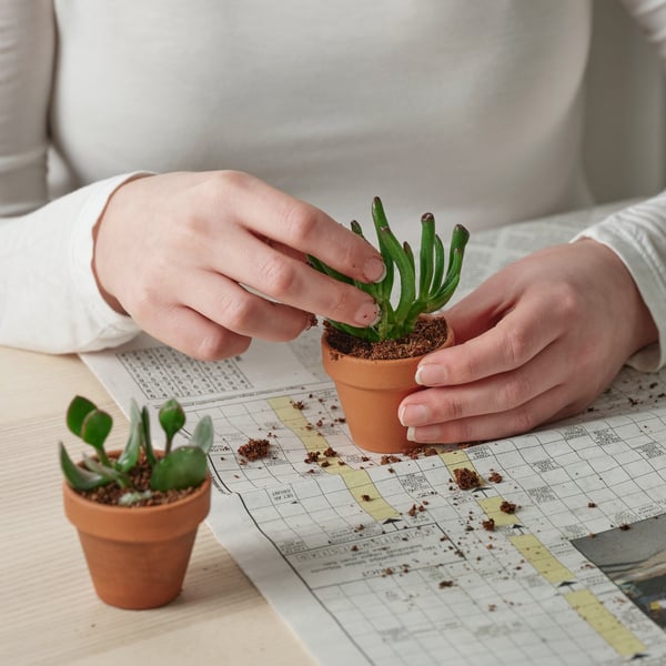 Emakume bat landare zukutsu bat landatzen