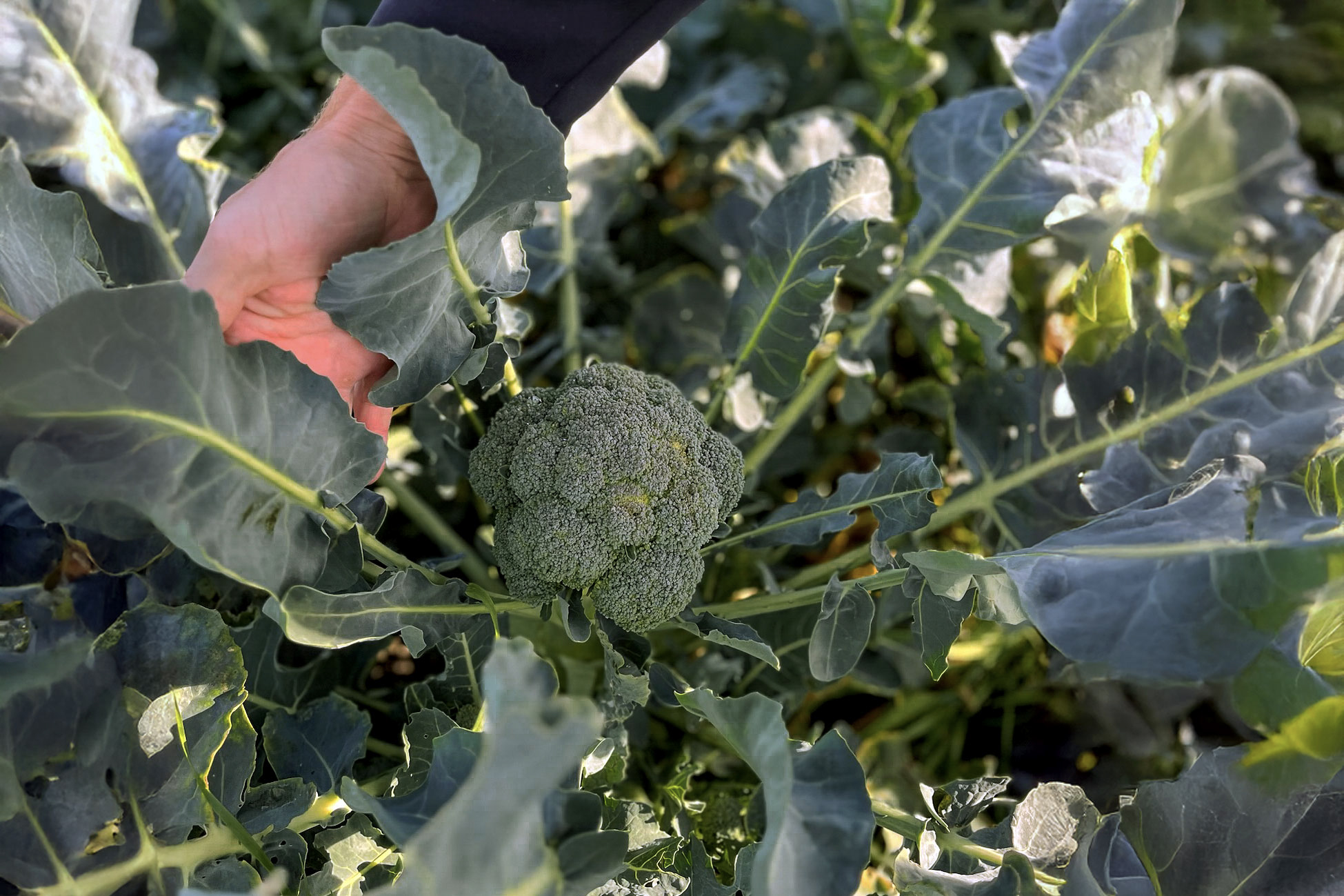 En broccoliplanta i ett grönt fält.