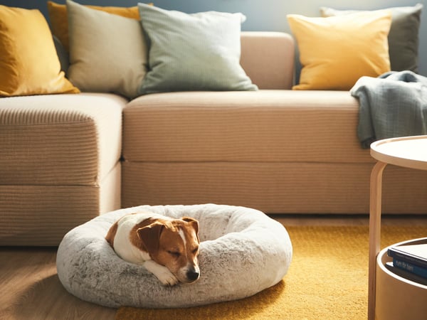 En brun och vit hund ligger och sover i en ljust grå hundsäng.