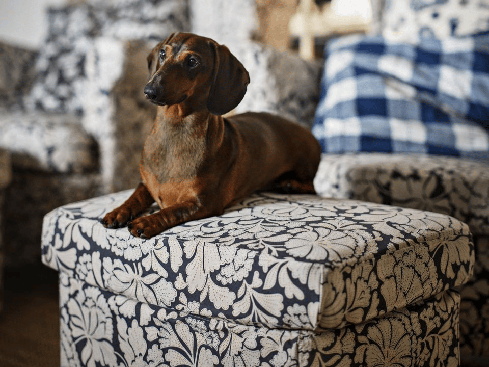 En brun tax ligger på en fotpall i blått och vitt, mönstrat tyg.