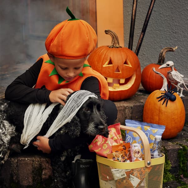 En dreng sidder på en trappesten i halloween kostume med halloween græskar, en stor edderkop, en kurv med snacks og sin hund.