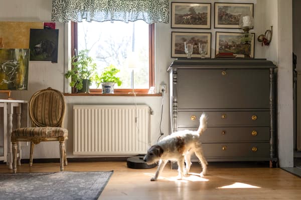 En hund går genom ett vardagsrum. 