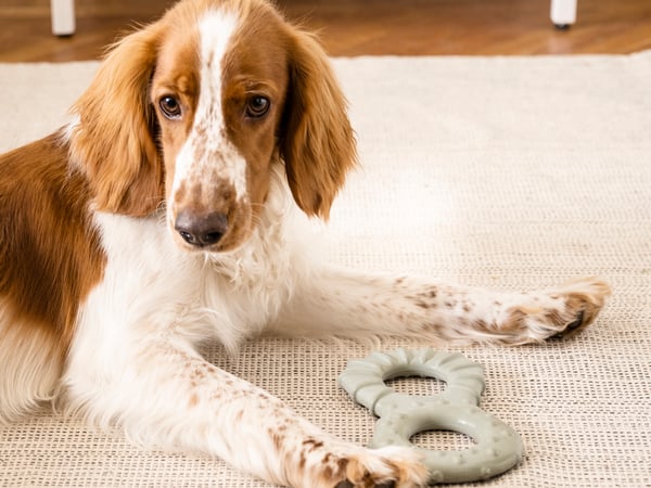 En hund med brun och vit päls ligger framför en hundleksak.