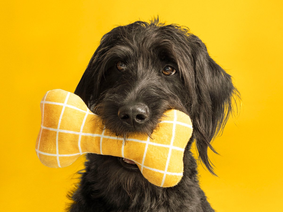 En hund sitter framför en gul vägg med en tuggleksak i munnen, i form av ett ben.