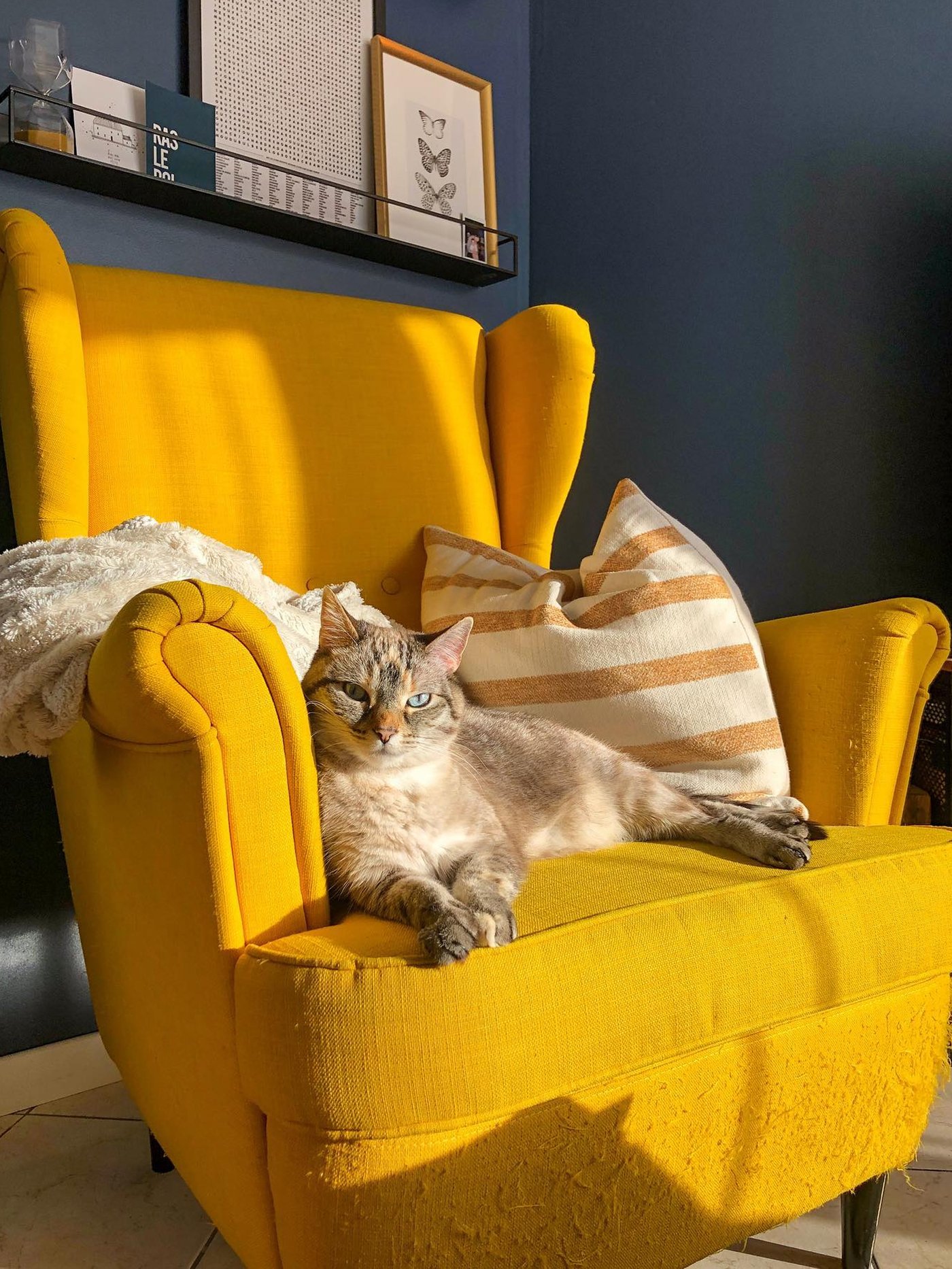 En kat sidder i en gul STRANDMON lænestol med en blå baggrund.