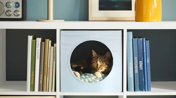 En katt ligger i en bokhylla och sover.