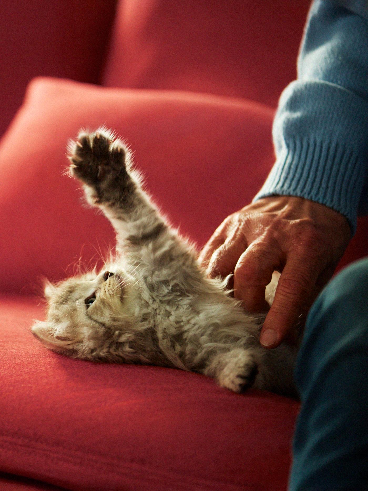 En kattunge ligger med utsträckt tass på en röd soffa och blir kliad på magen.