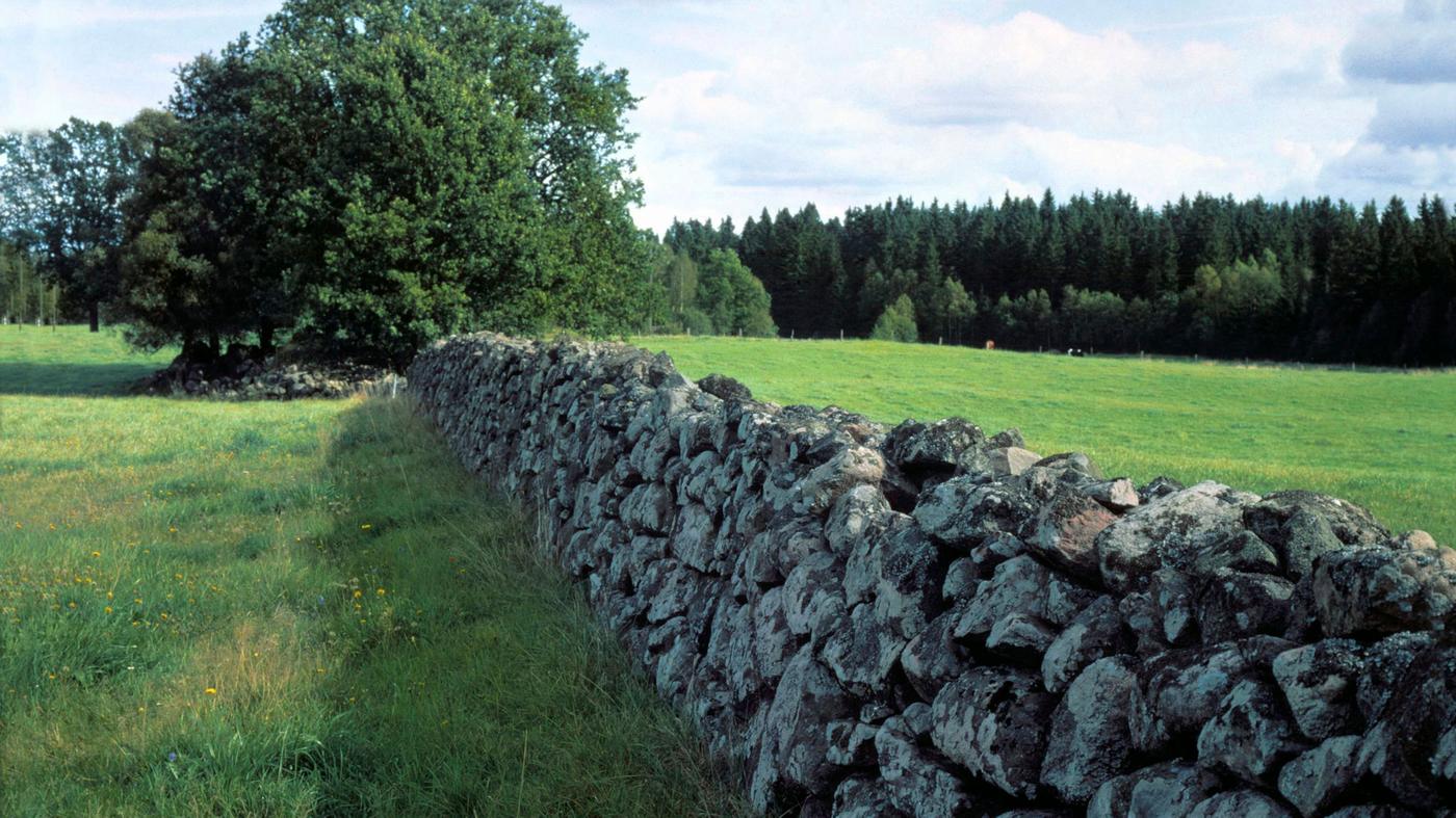 En lang, forvitret stenmur løber gennem en frodig grøn mark med højt græs og spredte vilde blomster. Et stort træ står tæt på muren og byder på skyggefulde steder for elevpladsmuligheder, mens tæt skov er synlig i baggrunden under en delvist overskyet himmel.