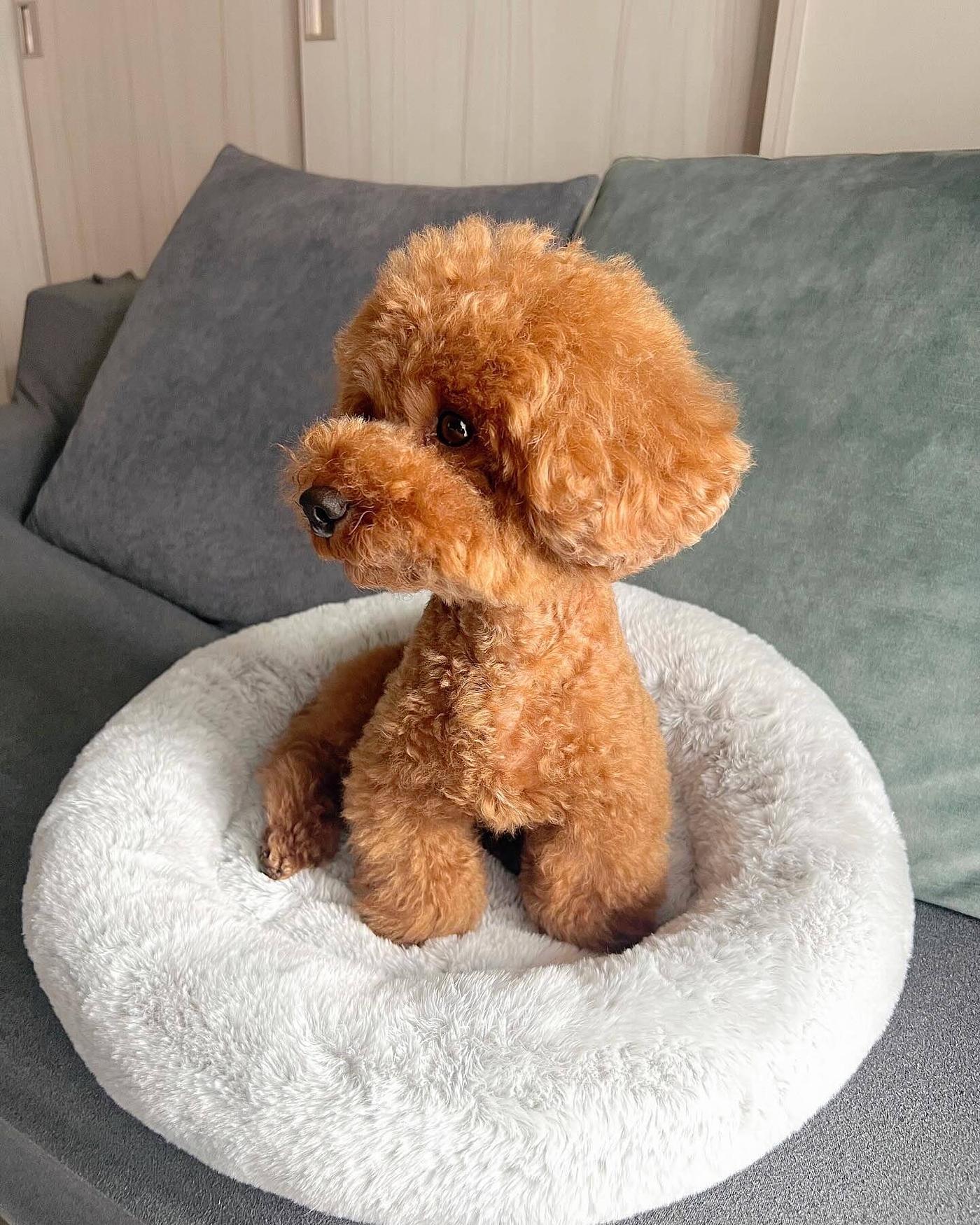 En liten hund sitter i en rund, mjuk hundsäng på en soffa med kuddar i bakgrunden.