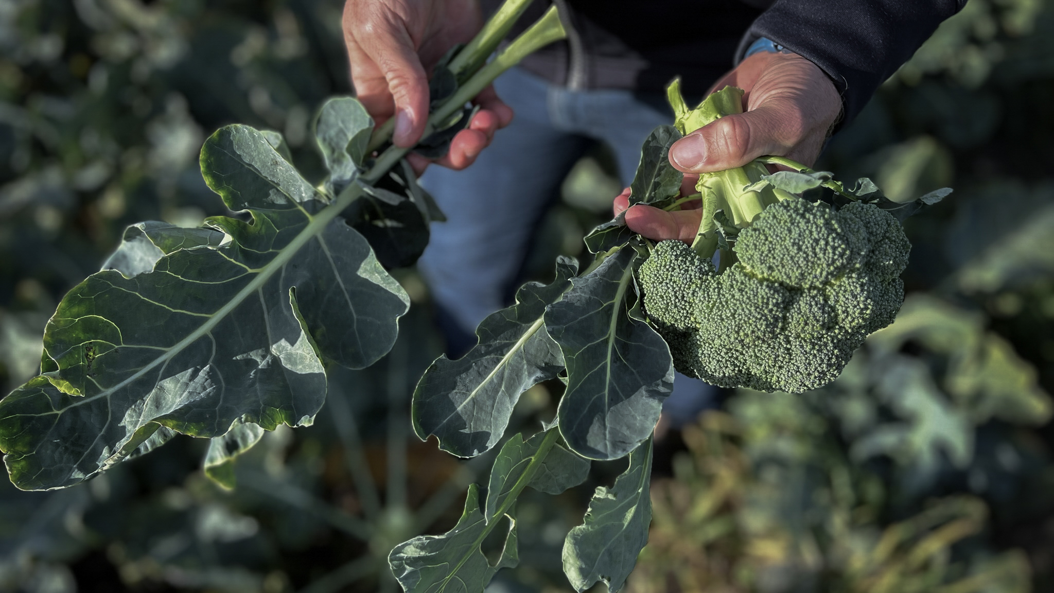 En person står i ett odlingsfält. I händerna håller personen broccoliblad och broccolihuvud. 