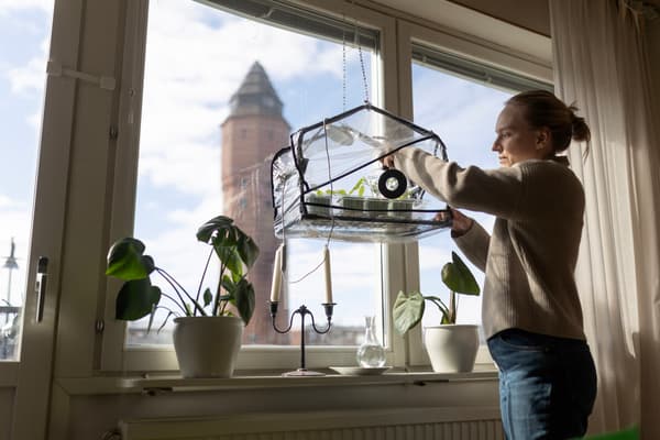 En person står vid ett litet växthus med plasthölje över. Växthuset hänger från taket i lägenheten personen bor i.