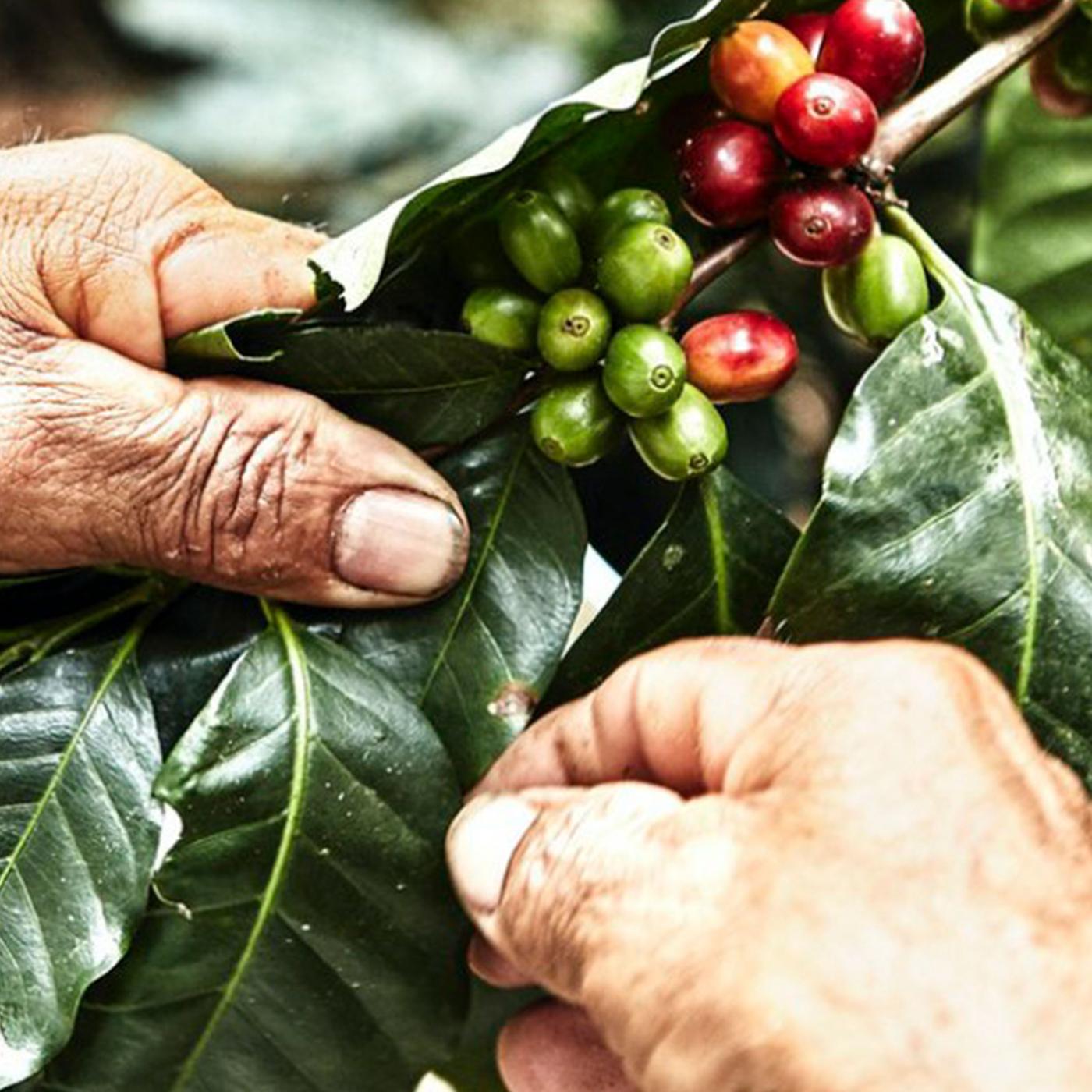 En som plukker bønner.
