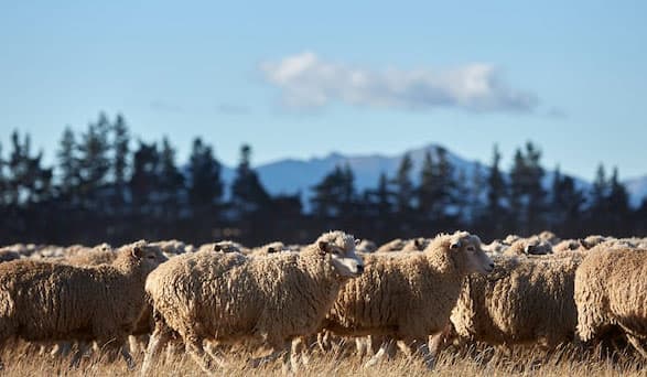 Environmentally conscious furnishing with IKEA textiles made from sustainable wool 