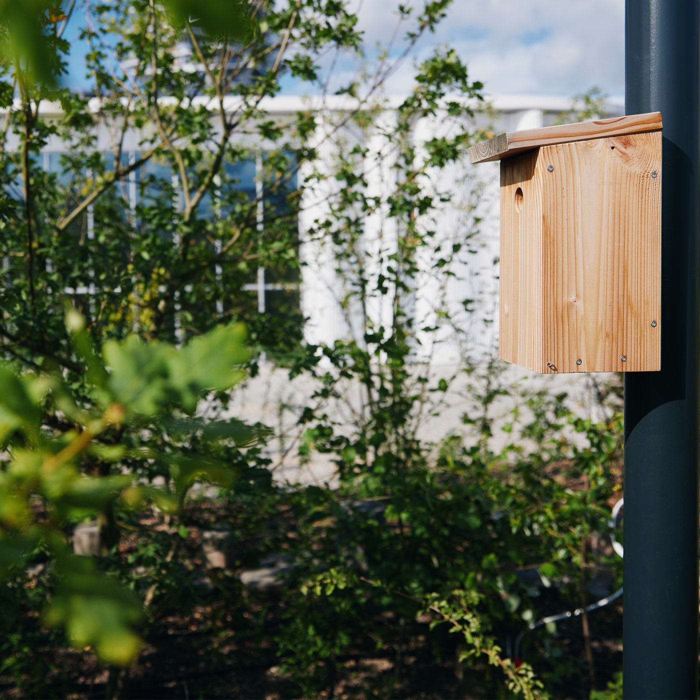 Et billede af et fuglehus blandt grønne planter