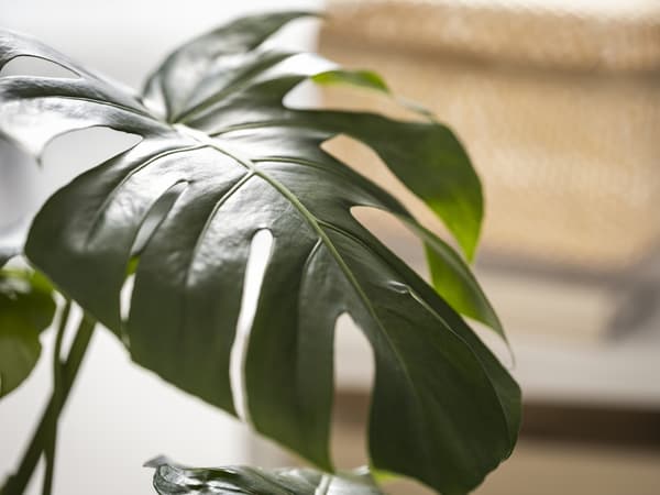 Et nærbilde av et blad på en plante