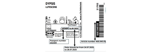 Etykieta rośliny DYPSIS LUTESCENS.