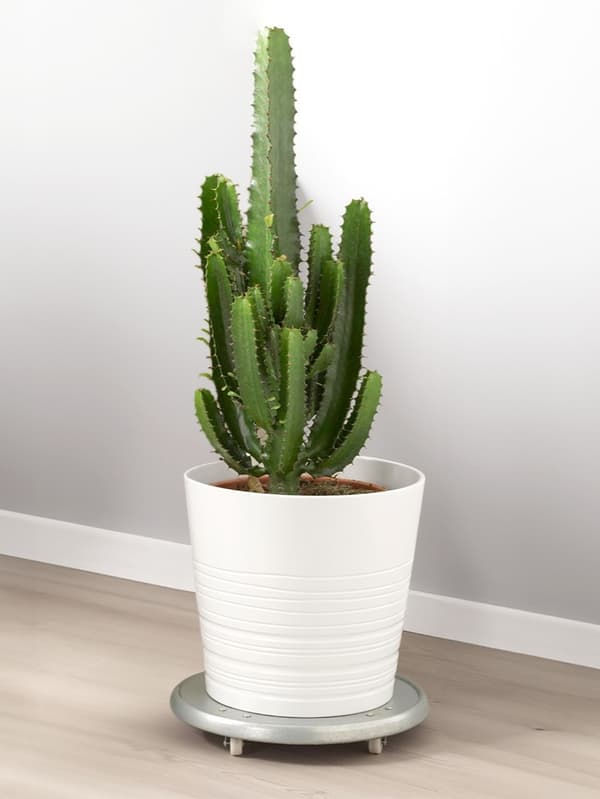 EUPHORBIA ACRURENSIS