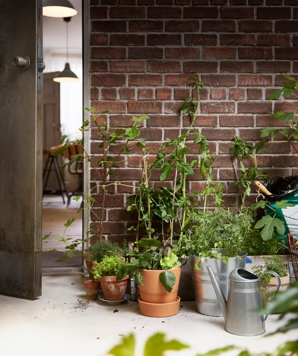Faites démarrer les jeunes pousses à l’intérieur avant de les repiquer à l’extérieur. Dans un cache-pot IKEA SOCKER naturellement