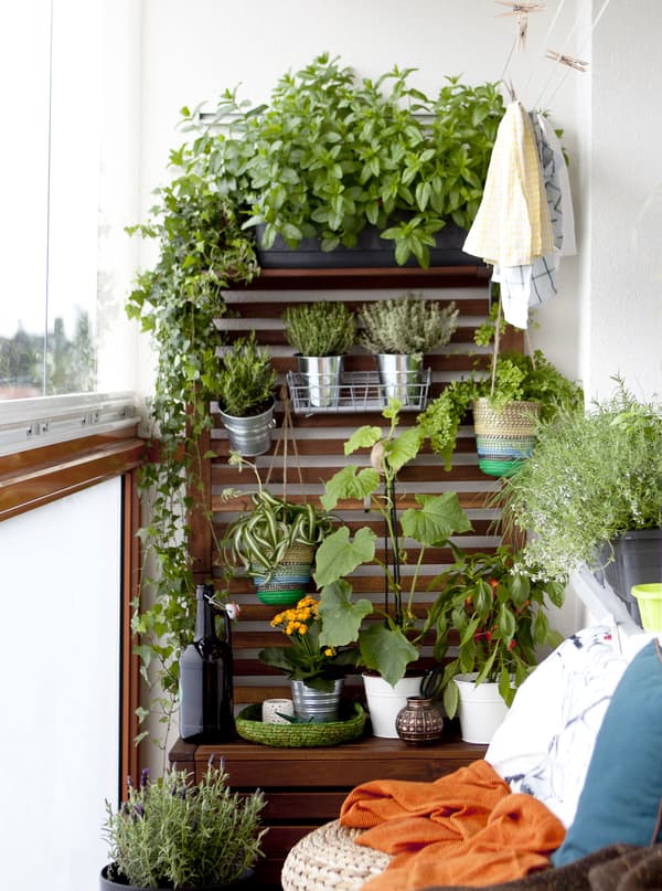 Faites pousser des plantes en hauteur