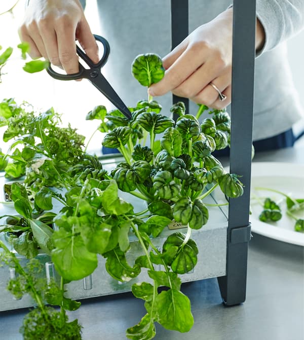 Femme en train de prélever des feuilles d’herbe aromatique sur un plant.