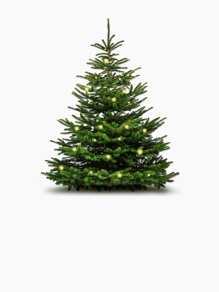 Fenyőfák az IKEA-ban.