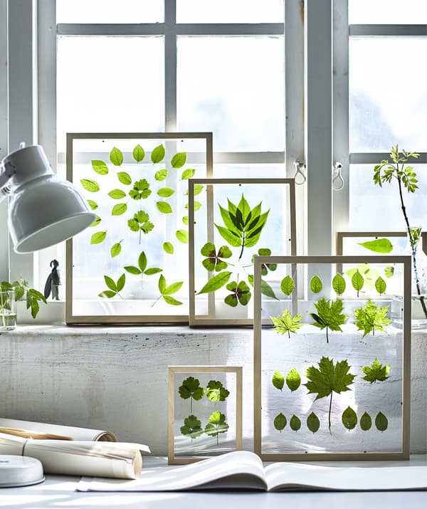 Feuilles variées présentées dans des cadres tout en verre qui sont posés sur le bord de la fenêtre.