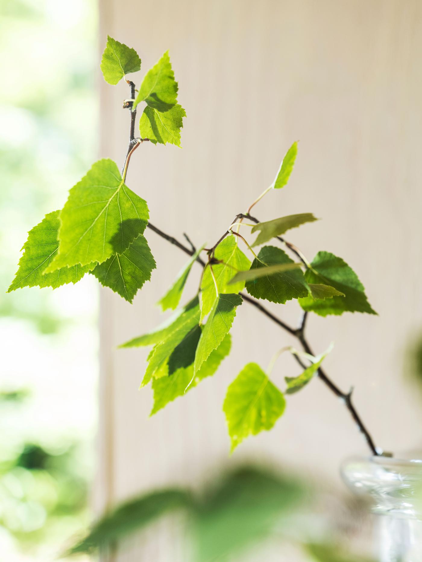 Feuilles vertes sur une fine branche près d’une fenêtre lumineuse, baignées de lumière naturelle dans une ambiance apaisante.
