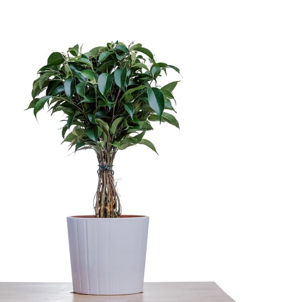 FICUS BENJAMINA sits on a table in a small ceramic white pot