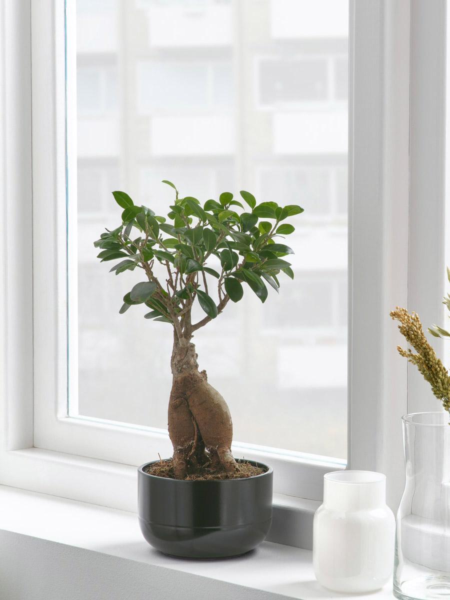 Ficus bonsai tree