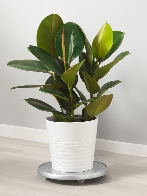 FICUS ELASTICA