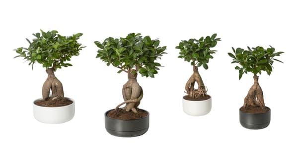 FICUS Microcarpa Ginseng plant