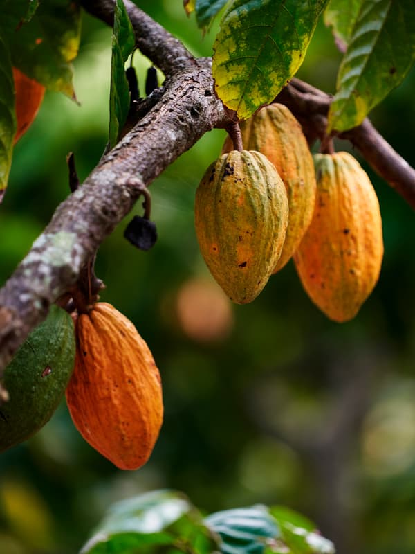 Five cocoa pods ranging in colour form dark green to orange growing on a tree in a cocoa plantation.