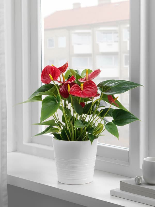 Flamingo plant