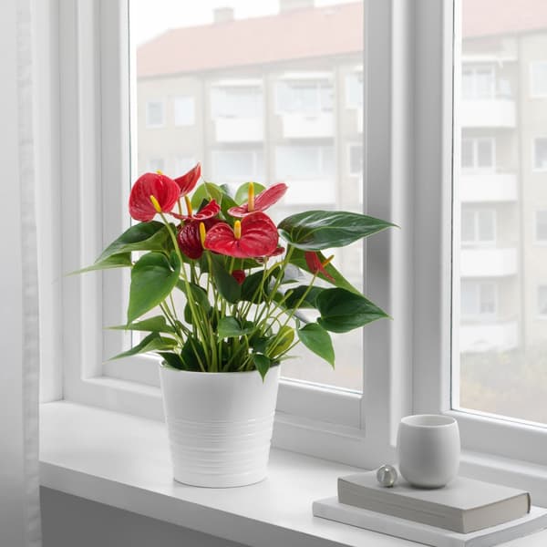 Flamingo plant sits on a shelf in a bright window