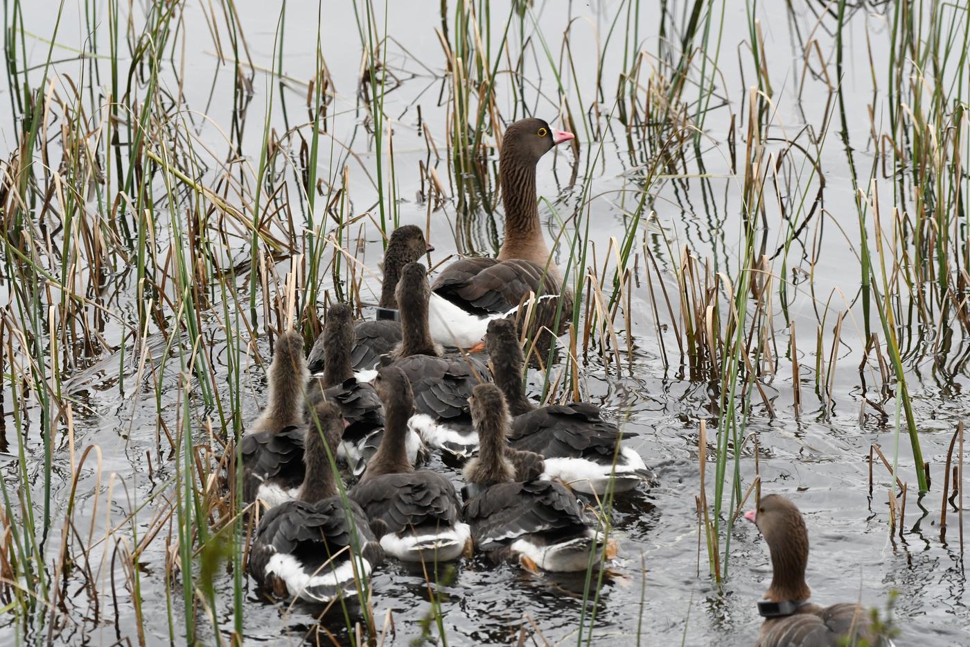 Läs mer om samarbetet med Nordens Ark