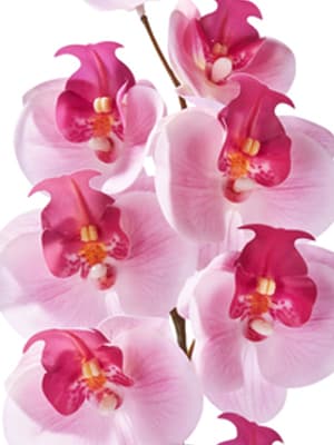 fleurs roses