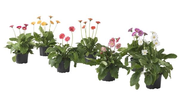 flores